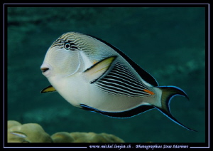 Surgeon Fish in the water's of the Red Sea... :O)... by Michel Lonfat 